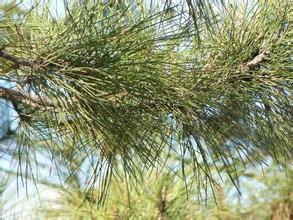 供應(yīng)陽江油松基地批發(fā)