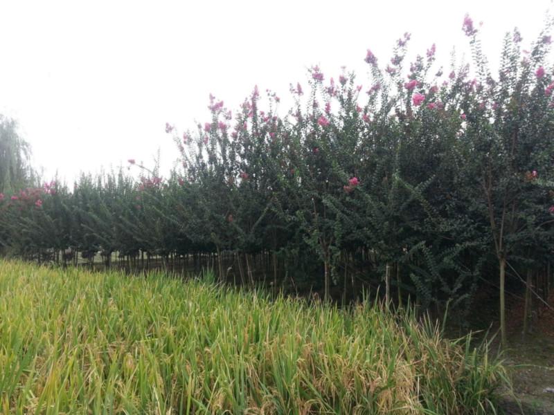 供應(yīng)四川大紅紫薇，四川大紅紫薇價(jià)格，四川大紅紫薇基地，大紅紫薇批發(fā)
