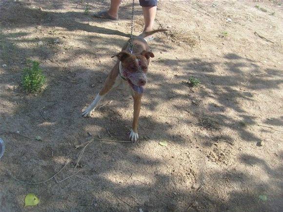 供应四川比特犬价格