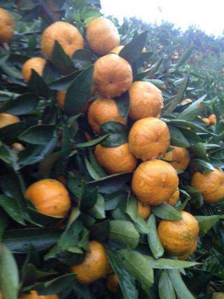 南瓜桔種苗圖片