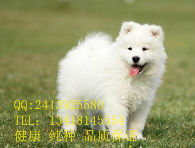 供应萨摩耶幼犬纯种健康可上货上门