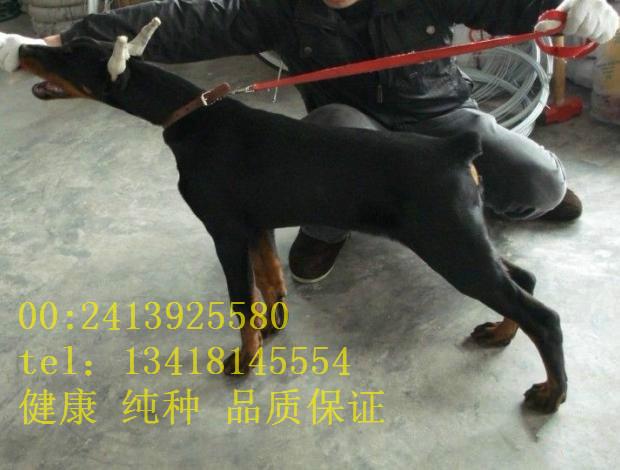 供应杜宾犬广东纯种出售 德系杜宾犬公母幼犬。血统纯正,骨骼大 