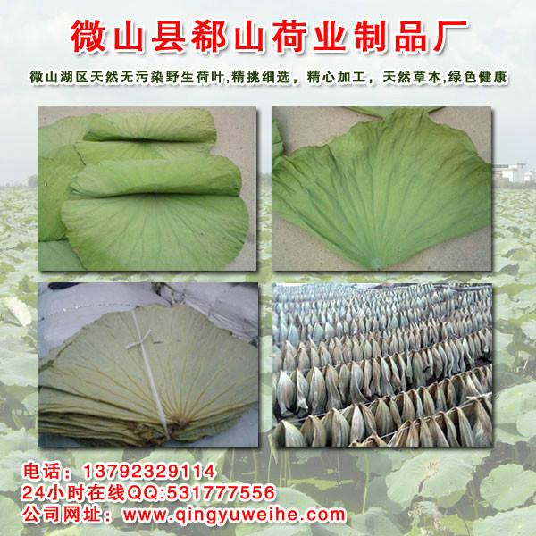 荷葉茶批發(fā)荷葉的功效與作用圖片