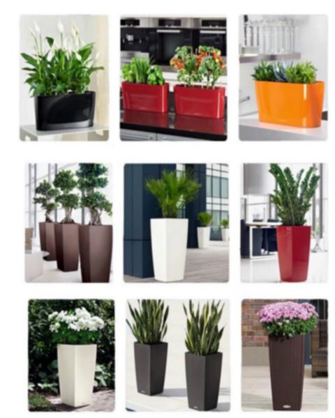 供應2016綠植租擺*報價單，深圳綠植租擺