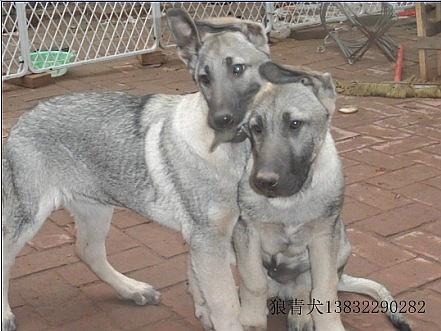 河北哪有卖狼青犬的/纯种狼青犬图片