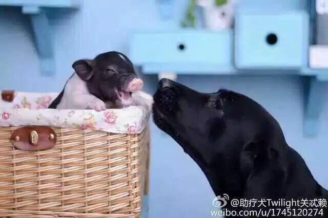 供應(yīng)用于養(yǎng)殖的廣西巴馬*，廣西巴馬*供應(yīng)商，廣西巴馬*供應(yīng)商電話，天臺紫東*專業(yè)合作社