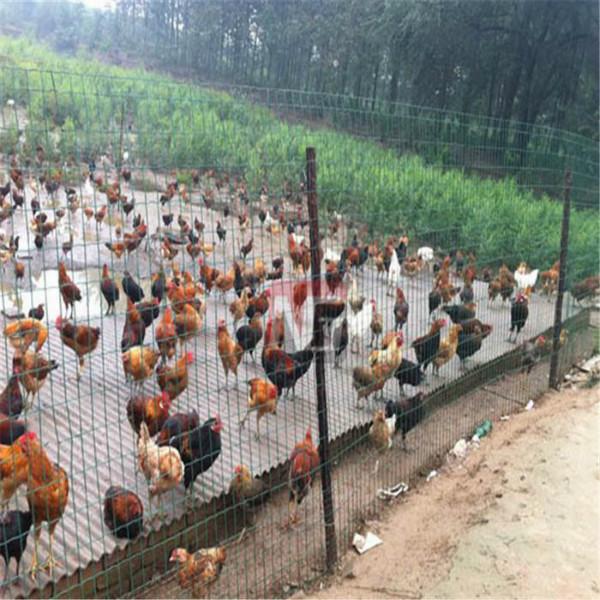 散養(yǎng)雞荷蘭網(wǎng)圖片