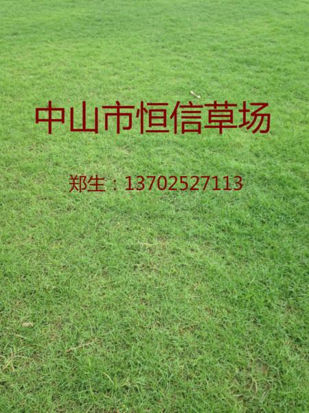 供應(yīng)廣東中山馬尼拉草坪 廣東中山馬尼拉草，臺(tái)灣草坪 廣東中山臺(tái)灣草