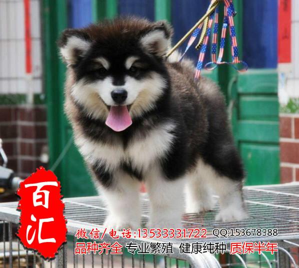 阿拉斯加幼犬图片/阿拉斯加幼犬样板图 (3)