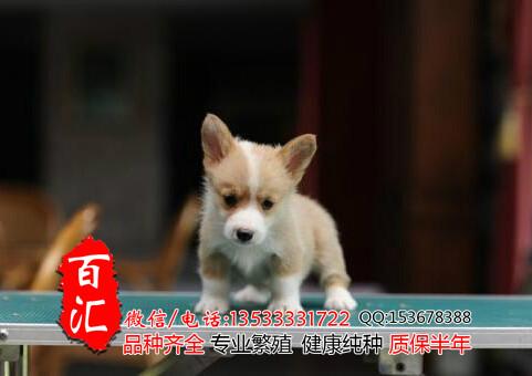 供应广州哪里有卖纯种柯基幼犬 