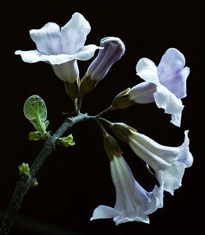 供應(yīng)泡桐苗種植的技術(shù)