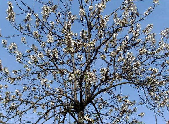 山東泡桐苗圖片