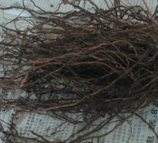 供應(yīng)綏化哪有賣葡萄苗的