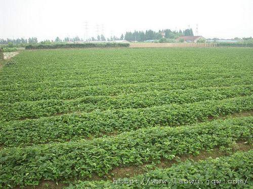 供应广西岑溪软枝油茶苗；广西岑溪软枝油茶苗批发图片